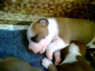 Vidéo des chiots de Bodhi-Girl & de Bully-Boy 1