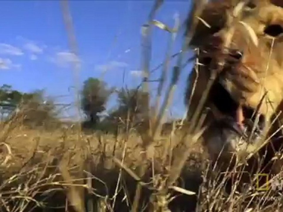 Aslan vs Aslan