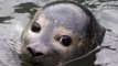 Relâché de 2 phoques veaux marins à Calais