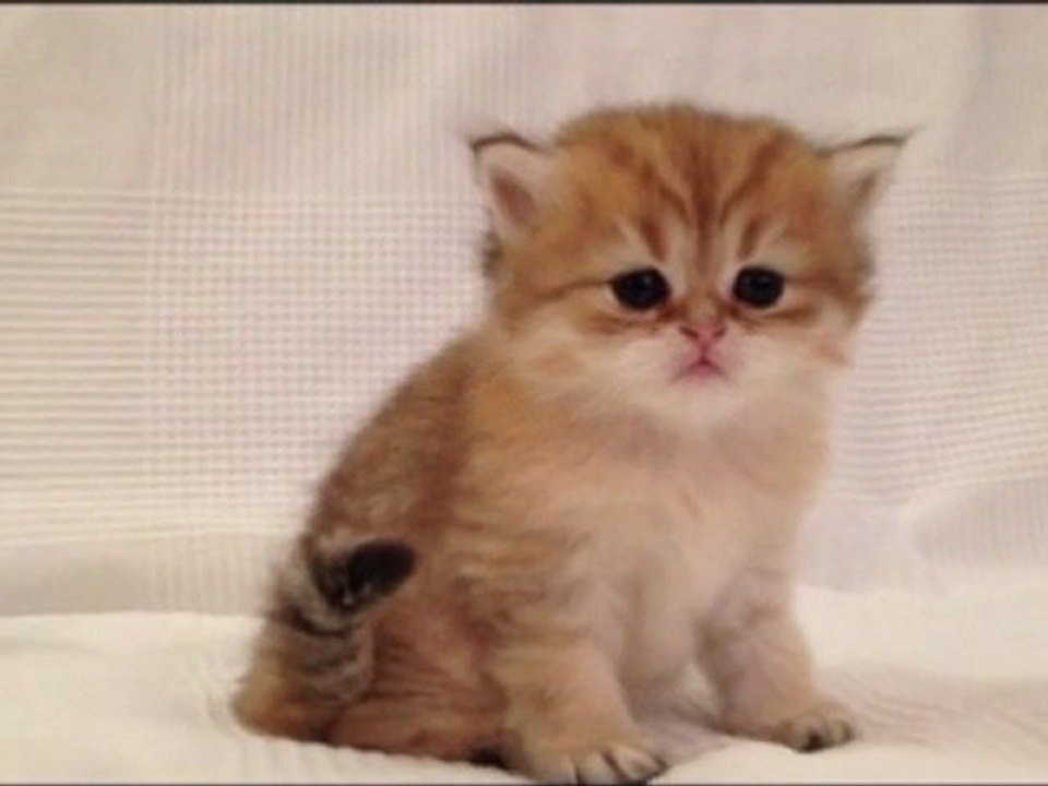 Herra de Silver Gate - Chaton Femelle Persan Golden Shell