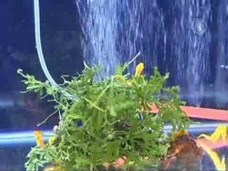 Тайвань представил новый вид декоративных креветок