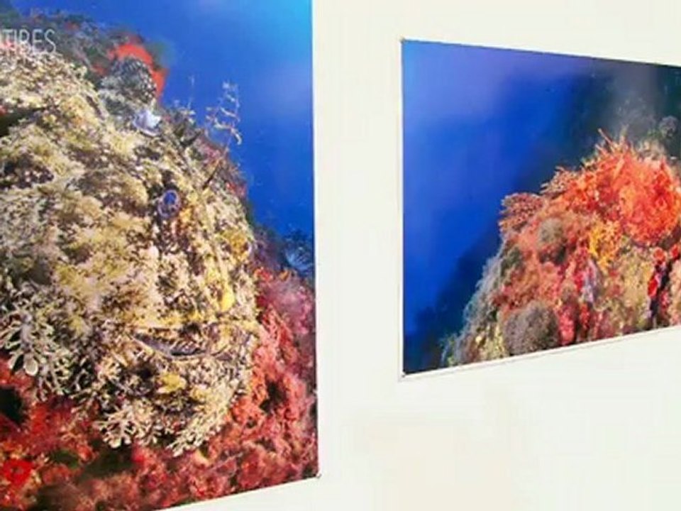 Les richesses Sous-Marines : Notre littoral renferme un trésor