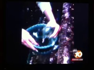 Kittens rescued-Chanel 10 News covered it.