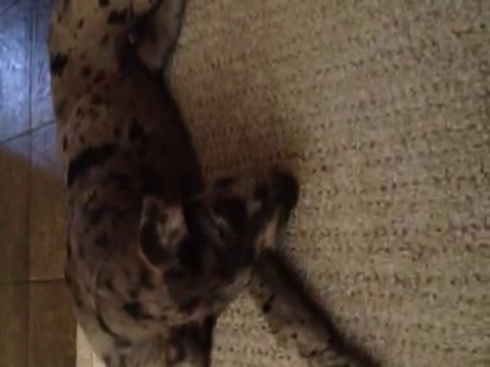 Great Dane named Jackey