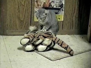 Cat Massages Tiger