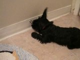 Scottish Terrier Jet Attacks Doorstop!