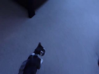 Best Trained Cat Ever