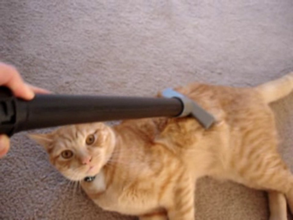 Vacuuming Milo