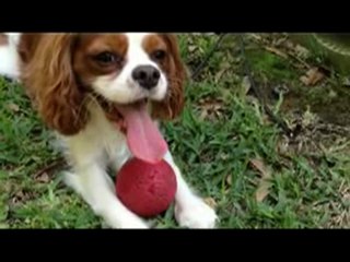 Cavalier King Charles Spaniel plays outside