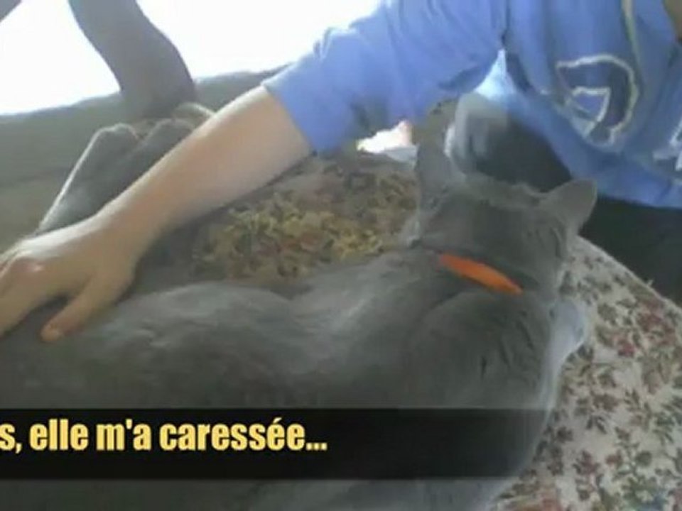 Ficelle, une vie de chat