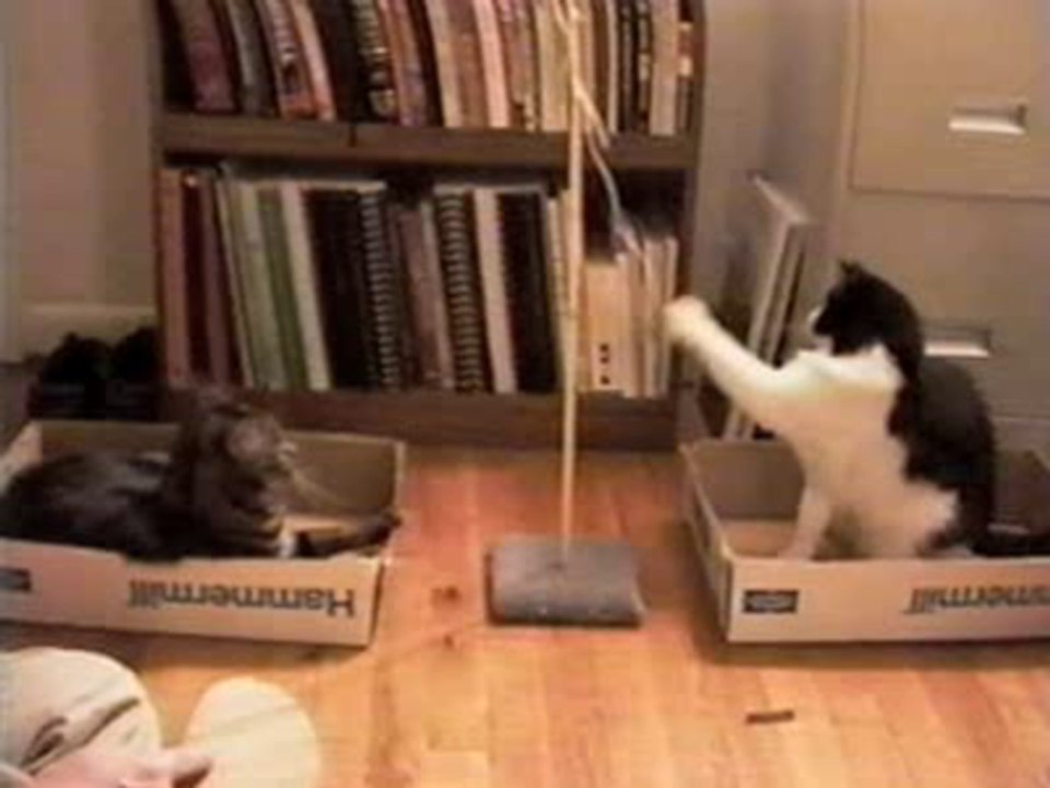 Kitty Tetherball