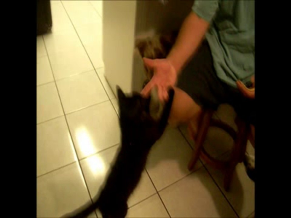 Cats like cheese too!