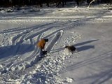 dog helps with snow removal in the driveway