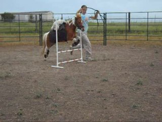 Dog Riding Horse Over Jumps: Juliette and Classie