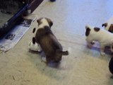 Terrier Puppies Playing with Fisher Price Toy Dog and Monkey