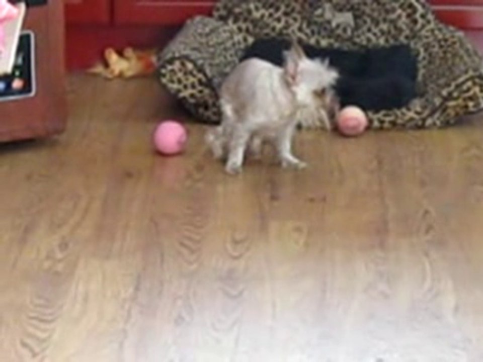 Boo the cutest dog ever getting a drink