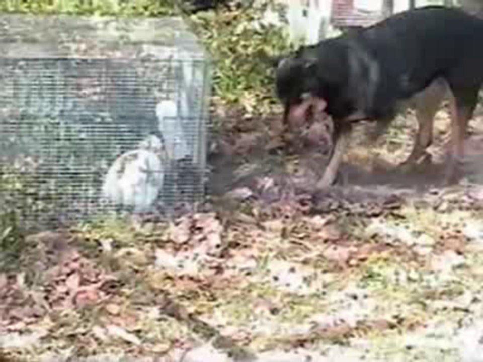 Bunny Breakout