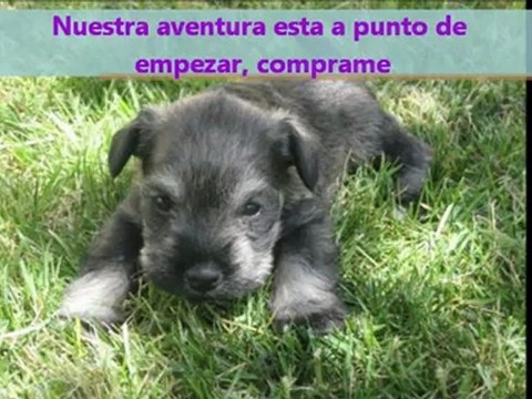 cachorros schnauzer tiernos