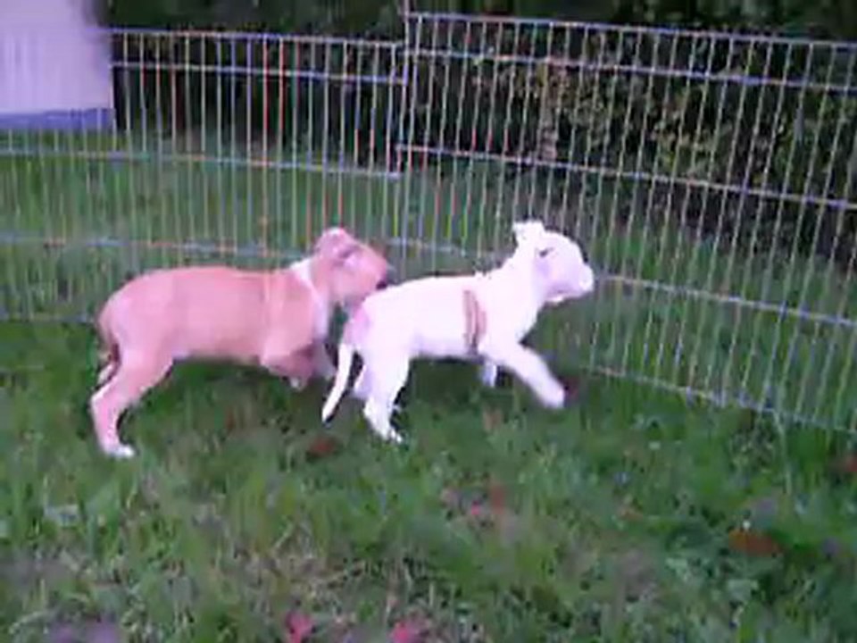 vidéo du 07.11.12 des 2 soeurs ...