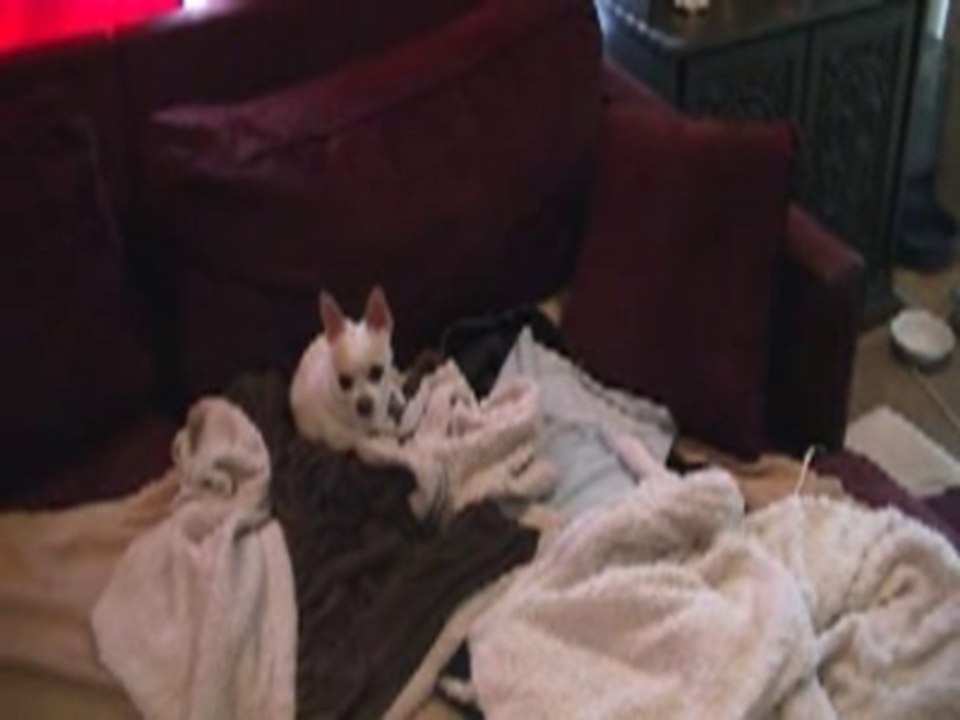 Singing Chihuahua part. 2. Biscuit