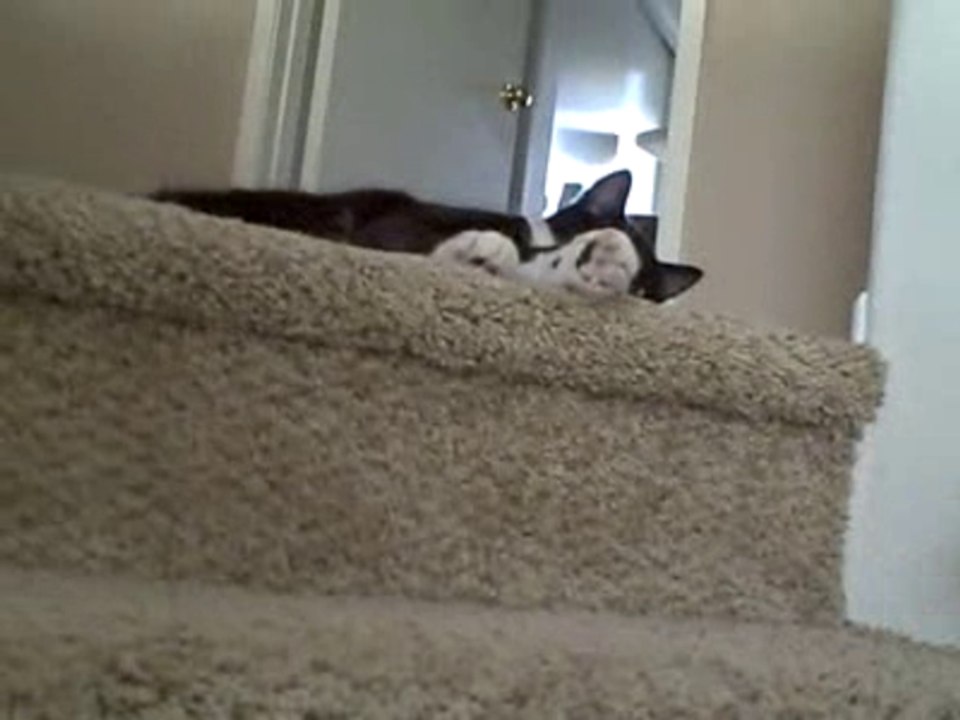 The cat and the dinosaur