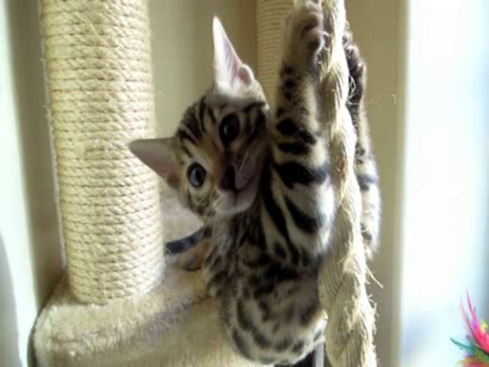 funny scared kitten