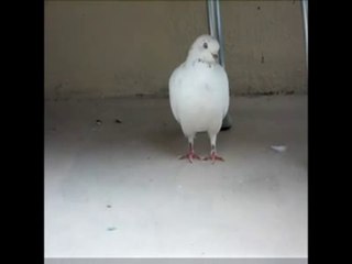White Dove - Snowball
