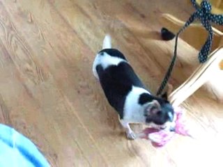 Chihuahua loves her baby monkey toy