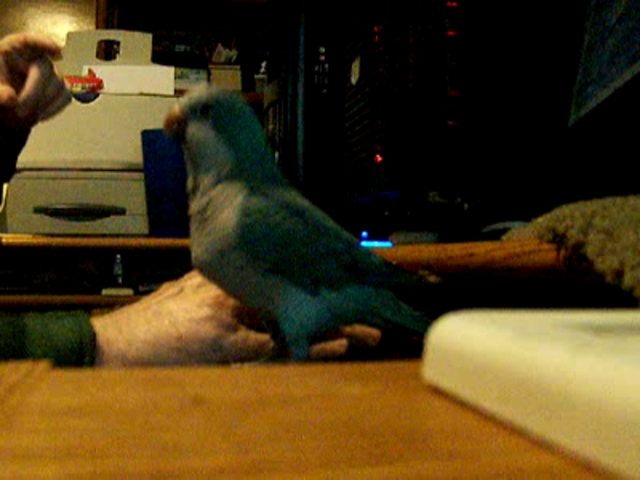 Our Quaker Parrot, Skippy Dancing to the music