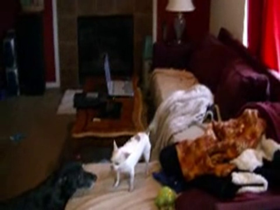 Chihuahua Singing, to his favorite song "Get Low" by Flo-Rida