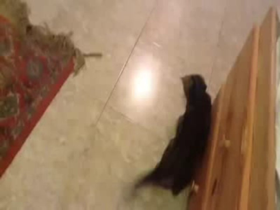 kitten vs shell