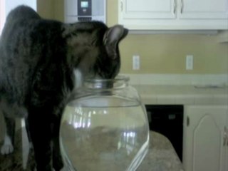 Cat Tries To Drink Water From An iPad