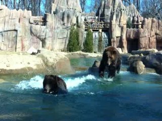 Grizzly Bears Enjoy Playtime in the Pool