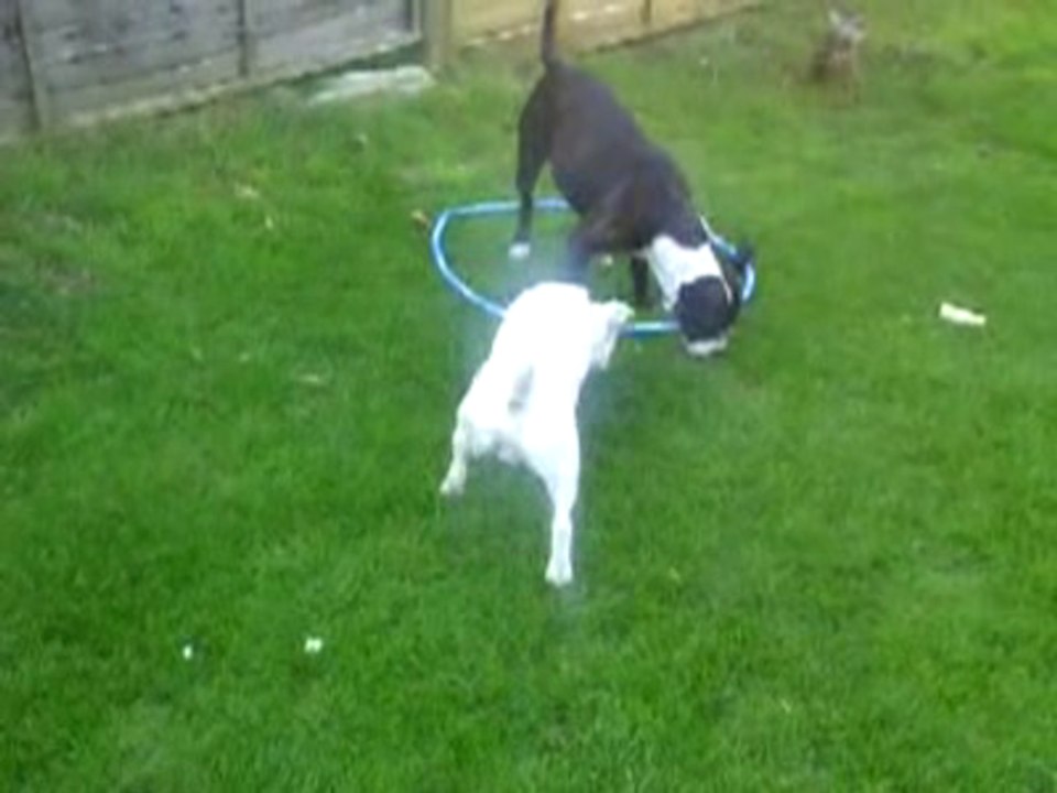 DOG CARRIES HUGE STICK !!