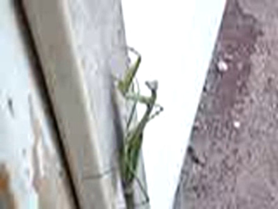 praying mantis is lost