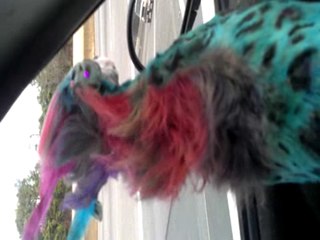 Swinger the Powderpuff Chinese Crested getting a breeze