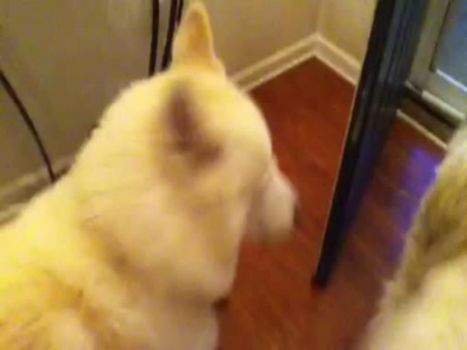 Singing Dog