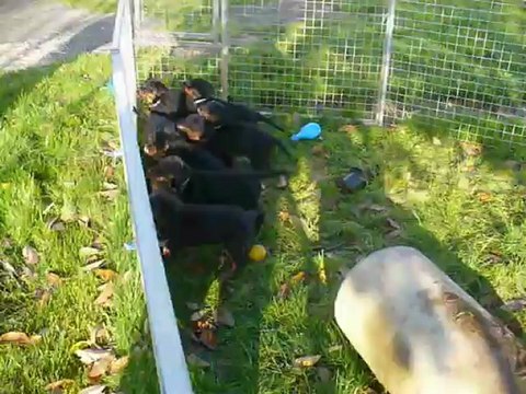 Premiers Jeux d'Extérieurs des Chiots de Coriace et d'Eros