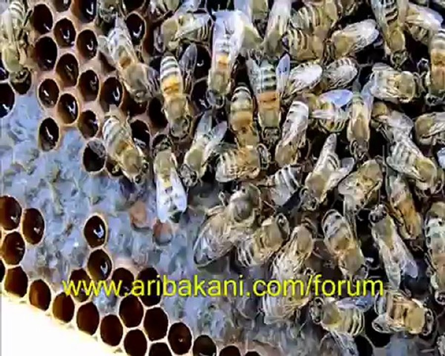 Anadolu arısı, hemde halis