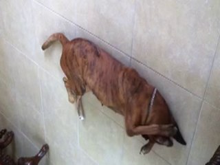 Snickers being shameful