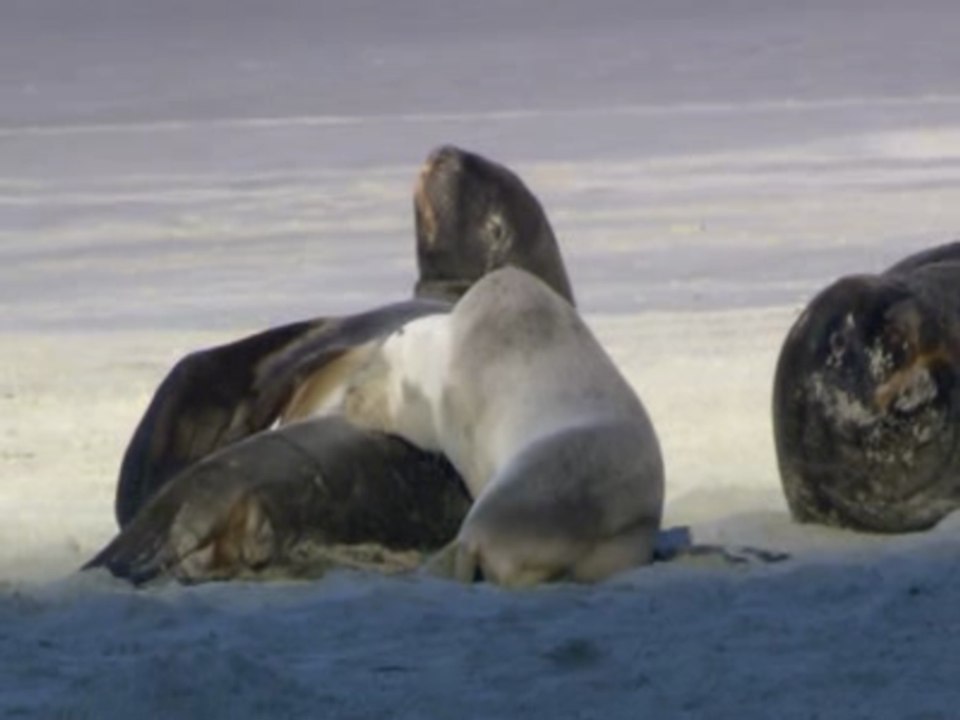 Wild earth's animals