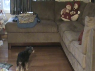 Dog doesn't like Snowmen