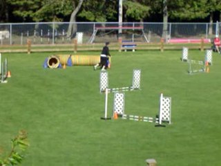 Taz playing in agility