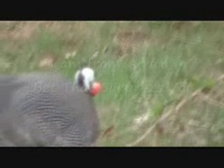 MyAniMovies Presents a Preview of "Don't Call Me a Turkey (Guinea Fowl Song)"