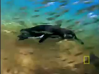 Penguenler ve Pelikanlar