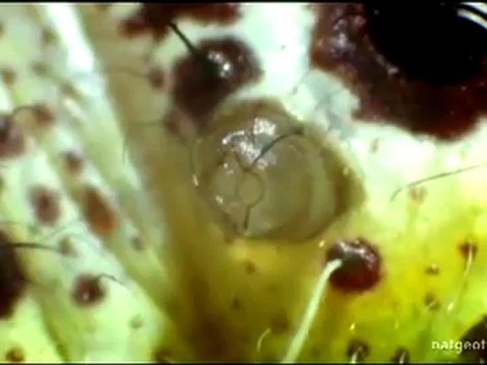 Vücut Invaders