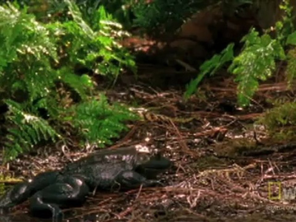 Swallowed Newt Escapes Ölüm