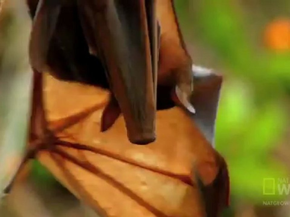 Uçan Tilkiler