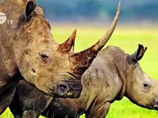 STOP IT -  together we can end illegal trade in rhino horn - Part 2