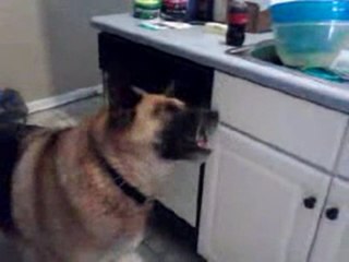 German Shepherd vs. The Water Bottle